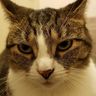 Wyldecat