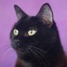 The Big Meowski