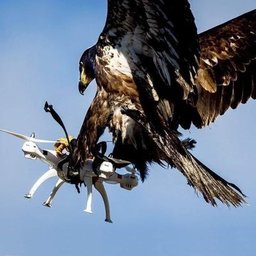 Giorgio Tempesta