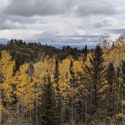 Comrade Elmo ⭐📕