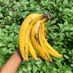 Tobi, keeper of stories and beauty