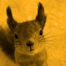 squirrel ????️